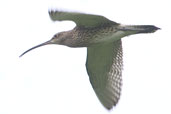 Curlew, Unst, Shetland, Scotland, May 2004 - click for larger image