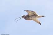 Curlew, Kingussie, Scotland, June 2015 - click for larger image
