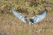 Curlew, Kingussie, Scotland, June 2015 - click for larger image