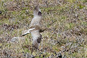 Curlew, Kingussie, Scotland, June 2015 - click for larger image