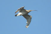 Curlew, Tyninghame, Lothian, Scotland, June 2002 - click for larger image