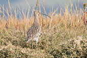 Curlew, Walton Backwater, Essex, England, September 2017 - click for larger image