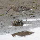 Curlew, Aberlady Bay, Lothian, Scotland, October 2002 - click for larger image