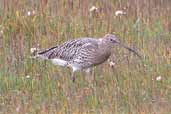 Curlew, Aberlady Bay, Lothian, Scotland, October 2002 - click for larger image