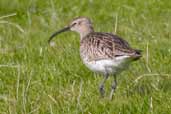 Whimbrel, Unst, Shetland, Scotland, May 2004 - click for larger image