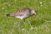 Whimbrel, Unst, Shetland, Scotland, May 2004 - click for larger image