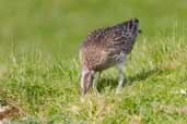 Whimbrel, Unst, Shetland, Scotland, May 2004 - click for larger image