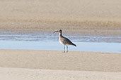 Whimbrel, Andalucia, Spain, May 2022 - click for larger image