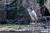 Black-crowned Night-heron, Catalunya, Spain, May 2022 - click for larger image