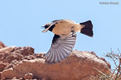 Desert Wheatear, Ouarzazate, Morocco, April 2014 - click for larger image