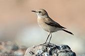 Desert Wheatear, Boumalne du Dades, Morocco, April 2014 - click for larger image