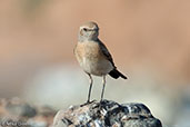 Desert Wheatear, Boumalne du Dades, Morocco, April 2014 - click for larger image