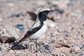 Desert Wheatear, Boumalne du Dades, Morocco, April 2014 - click for larger image