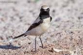 Desert Wheatear, Boumalne du Dades, Morocco, April 2014 - click for larger image