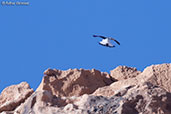 Maghreb Wheatear, Boumalne du Dades, Morocco, April 2014 - click for larger image