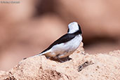 Maghreb Wheatear, Boumalne du Dades, Morocco, April 2014 - click for larger image