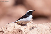 Maghreb Wheatear, Boumalne du Dades, Morocco, April 2014 - click for larger image