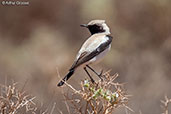 Black-eared Wheatear, Boumalne du Dades, Morocco, April 2014 - click for larger image
