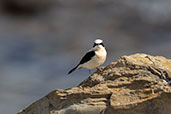 Black-eared Wheatear, Andalucia, Spain, May 2022 - click for larger image