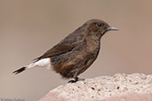 Black Wheatear, Oukaimeden, Morocco, April 2014 - click for larger image