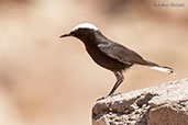 White-crowned Wheatear, Ouarzazate, Morocco, April 2014 - click for larger image