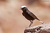 White-crowned Wheatear, Ouarzazate, Morocco, April 2014 - click for larger image