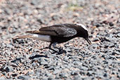 White-crowned Wheatear, Ouarzazate, Morocco, April 2014 - click for larger image