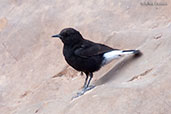 Black Wheatear, Boumalne du Dades, Morocco, April 2014 - click for larger image