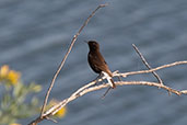 Black Wheatear, Extremadura, Spain, May 2022 - click for larger image