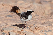 Red-rumped Wheatear, Boumalne du Dades, Morocco, April 2014 - click for larger image