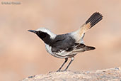 Red-rumped Wheatear, Boumalne du Dades, Morocco, April 2014 - click for larger image