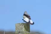 Male Wheatear, Unst, Shetland, Scotland, May 2004 - click for larger image