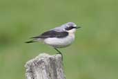 Male Wheatear, Fetlar, Shetland, Scotland, May 2004 - click for larger image