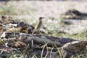 Wheatear, Tyningehame, East Lothian, Scotland, October 2006 - click for larger image