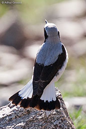 Wheatear, Oukaimeden, Morocco, May 2014 - click for larger image