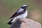 Wheatear, Oukaimeden, Morocco, May 2014 - click for larger image