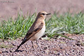 Wheatear, Oukaimeden, Morocco, May 2014 - click for larger image