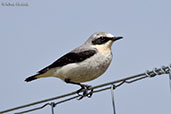 Male Wheatear, Kingussie, Scotland, June 2015 - click for larger image