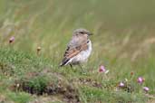 Juvenile Wheatear, St. Abbs, Scotland, June 2002 - click for larger image