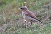 Juvenile Wheatear, St. Abbs, Scotland, June 2002 - click for larger image