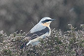 Male Wheatear, Dunwich Heath, Suffolk, England, April 2018 - click for larger image