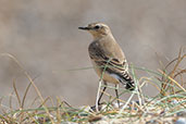 Wheatear, Minsmere, Suffolk, England, September 2022 - click for larger image