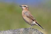 Juvenile Wheatear, St. Kilda, Scotland, August 2003 - click for larger image