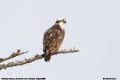 Osprey, Scotland, August 2005 - click for larger image