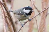 Coal Tit, Edinburgh, Scotland, March 2005 - click for larger image