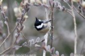 Coal Tit, Cheli La, Bhutan, March 2008 - click for larger image