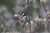 Coal Tit, Cheli La, Bhutan, March 2008 - click for larger image