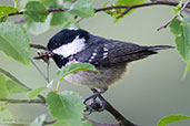 Coal Tit, Kingussie, Scotland, June 2012 - click for larger image