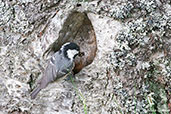 Coal Tit, Kingussie, Scotland, June 2012 - click for larger image