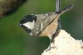 Coal Tit, Edinburgh, Scotland, December 2003- click for larger image